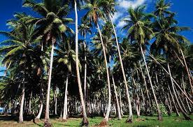 mvs coconut farm